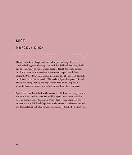 Radiant: Farm Animals Up Close And Personal (Farm Animal Photography Book) #TOP7