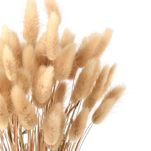 Dried Bunny Tails 60pcs Dried Rabbit Tail Grass 17 Dry Natural Plant for Home Wedding Party Decoration