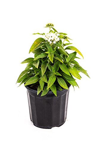 American Plant Exchange Penta 'White' – 6-Inch Pot – Live Flowering Plant with Bright White Star-Shaped Blooms, Heat-Tolerant Outdoor Annual for Gardens, Patios, Containers & Pollinator Landscapes