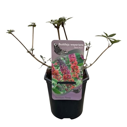 GreenboutiQ - Arbre à Papillons - Buddleja davidii Flower Power - Fleurs Orange Violet - 3 Plantes - 1m2 - Feuilles caduques - Attire les papillons - Pot 17cm Hauteur 30cm