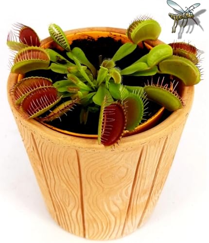 POWERS TO FLOWERS - DIONAEA MUSCIPULA IN VASO COCCIO NATURALE, pianta vera