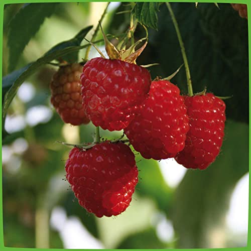 Säulen-Himbeere 'Two Timer® Sugana®'