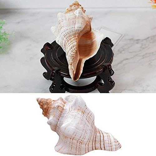 Natural Winding Conch Shells Long Spiral Snails Rare Ocean Ornament Specimen Home Fish Tank Marine Decoration DIY Craft Handmade Seashell Wedding Festival Party Home Ornaments Great Gifts