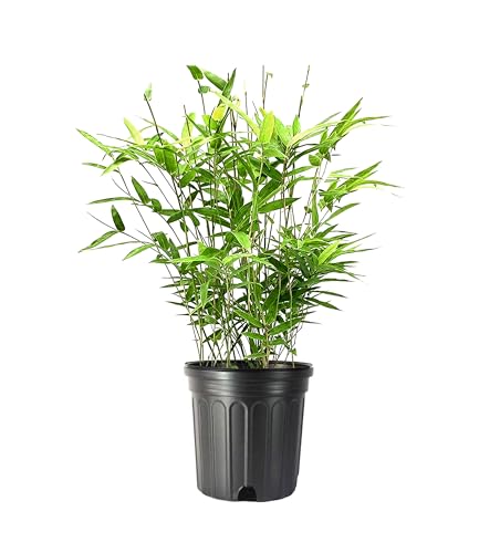 Golden Goddess Hedge Bamboo Plant - 1 Live Plant - Bambusa Multiplex - 6 Inch Pot - Non-invasive Clumping