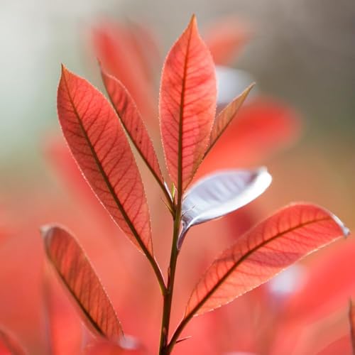 semillas de níspero rojo petirrojo - Las en macetas son resistentes semillas arboles maceta interior resistentes para jardín, 15pcs