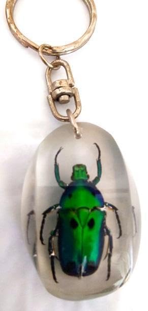 Amazon.co.jp: カナブン 昆虫 標本 キーホルダー 美しい 本物 生き物