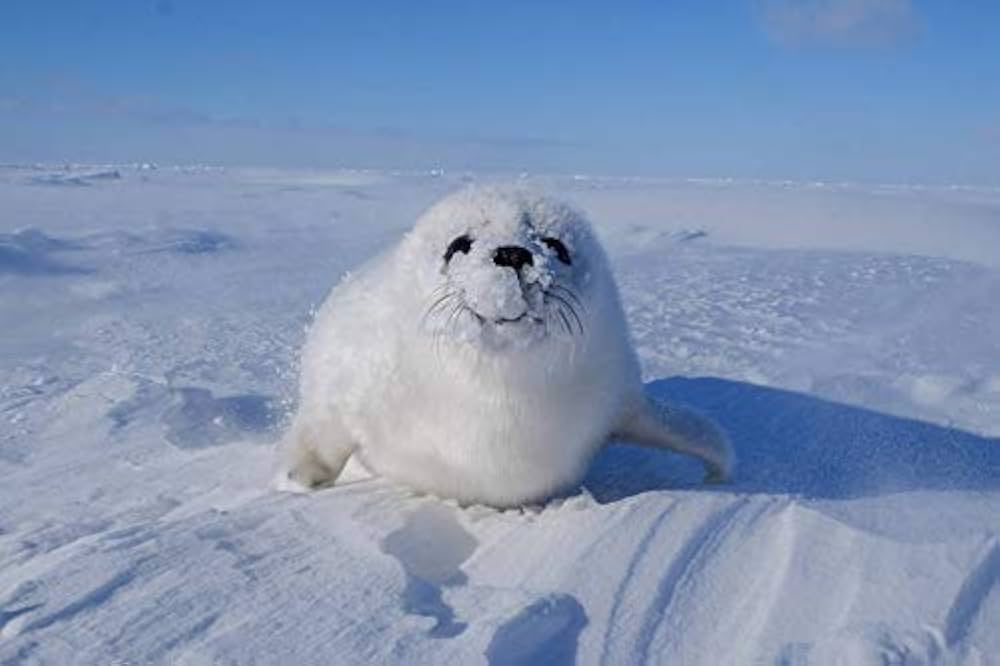 アザラシの赤ちゃん かわいいのヒミツ : 小原 玲: Amazon.sg: Books