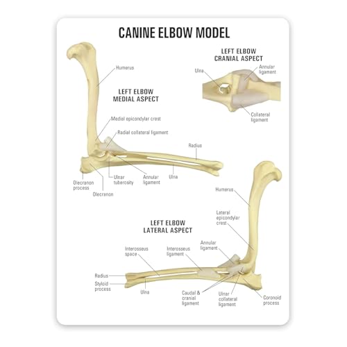 Image of Dog Skeleton Model,Canine Knee Model /Canine Elbow Model /Canine Hip Model,Normal Knee Joint Replica for Canine Anatomy for Veterinary Office Educational Tool Organs Model (Canine Elbow)