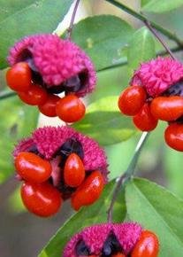 Bursting-Heart (Euonymus americanus), Seed Pack, True Native Seed Bursting-Heart (Euonymus americanus), Seed Pack, True Native Seed