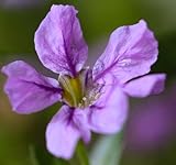 Purple Mexican Heather, Cuphea Lavender Allyson Starter Potted Plant, Spectacular Flowering Plant