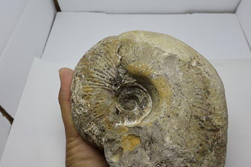 Image of Rare Ammonite Nautilus Ammonite Fossil Fossil from Morocco Fossils Ammonites Fossil Rock A294