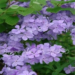 New 2016 Phlox Seed Beautiful Annual Flower Phlox Drummondii Hook Flower Seeds Bonsai Plant Home Garden 100Pcs