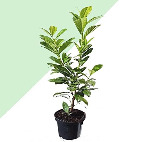 2 Cherry Laurel Novita Prunus Laurocerasus Novita Evergreen Outdoor in 17cm Pot