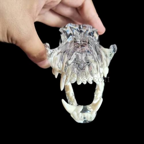 Debksgeoti Canine Skull Dog Jaw Dental Model Typodont Oral Clear Teeth Model Pet Clinic Anatomical Tooth For Canine Veterinary Office Education Decoration Demonstrate thumb #3