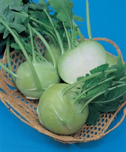 【コールラビ種子】 グランデューク (タキイ種苗) 20ml 【コールラビ種子】 グランデューク (タキイ種苗) 20ml