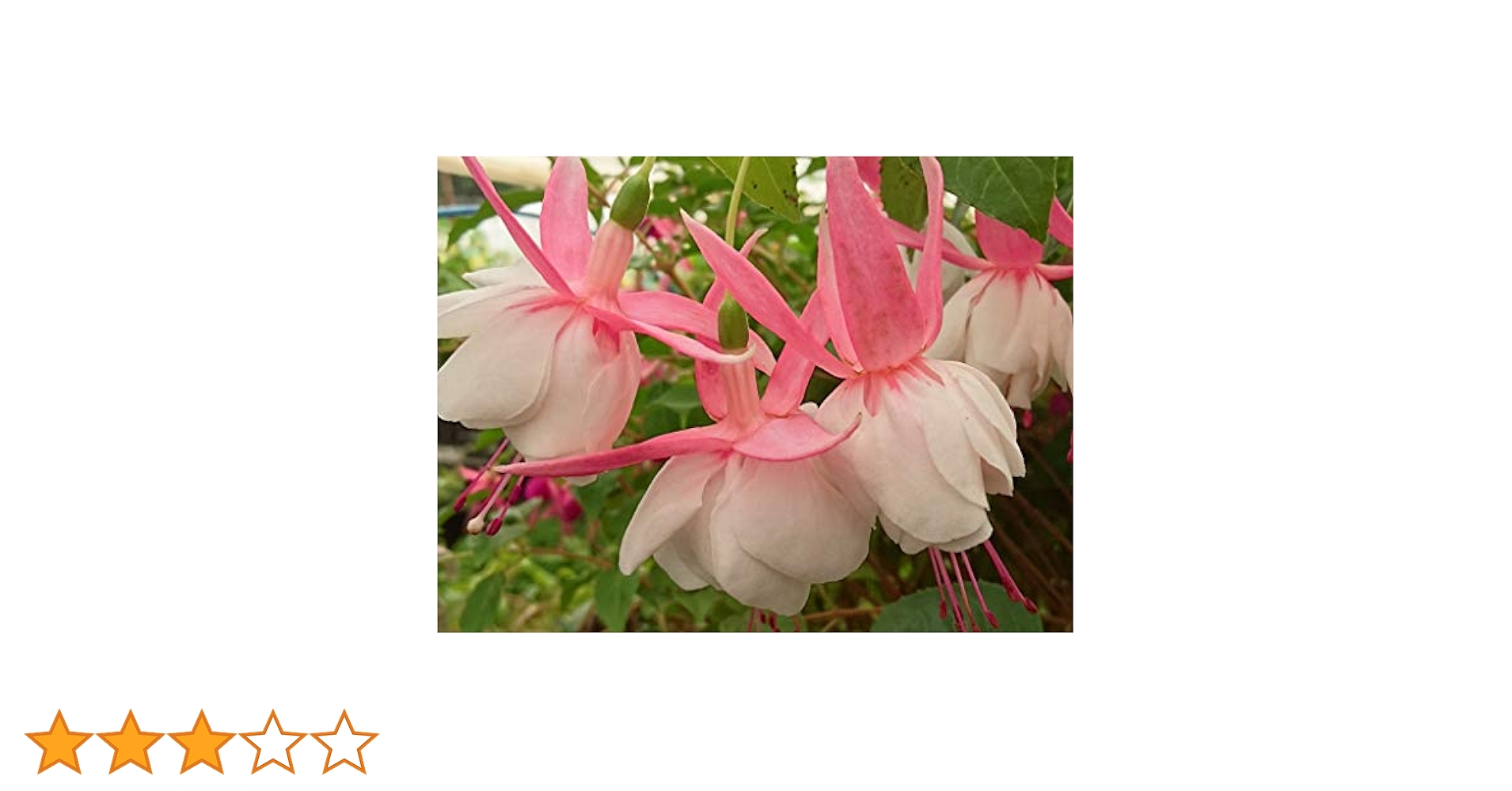 フクシア 苗 N1 フクシア 苗 N1