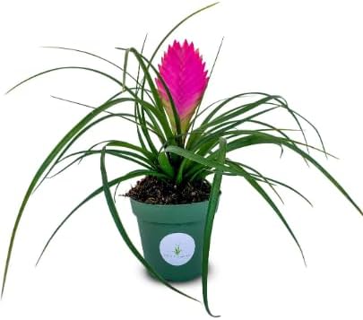 Tillandsia Cyanea Pink Quill Air Plants House Plants in 4" Pot