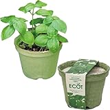 聖新陶芸 通年 家庭菜園 簡単 栽培キット ゆったり育てる バジル ハーブ 栽培セット ( 自由研究 / 食育 ) S 鉢の径12cm エコット 母の日 プレゼント 誕生日 GD-41002