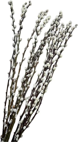 20PCS Real Dried PussyWillow Branches Tall 27 Inches Natural Decorative Branches with White Buds Long Birch Stems for Vase Spring Easter Home Decor