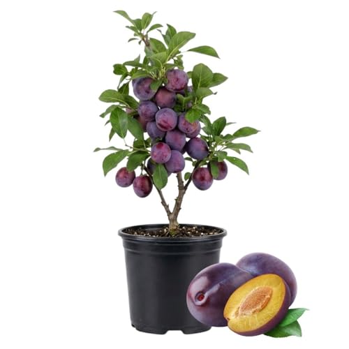 American Plum Tree Live Plant 6-10 Tall Hardy Native Plum Bareroot Starter Tree for Outdoor Planting No Pot Included