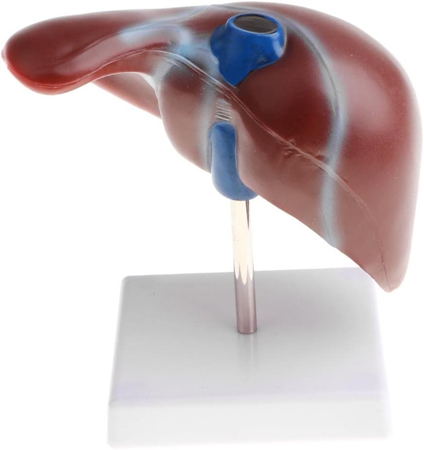 1:1 Human Liver Anatomical Model - Lifesize Teaching Display Kit for Science Biology Lab Supplies -Material, Detailed Structure - Great for Classroom Decoration & Learning Aids