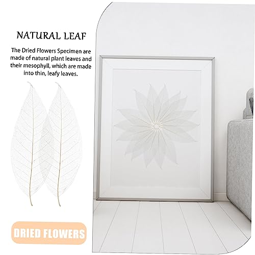 Hojas secas naturales para manualidades VICASKY 100 pcs miniatura 7