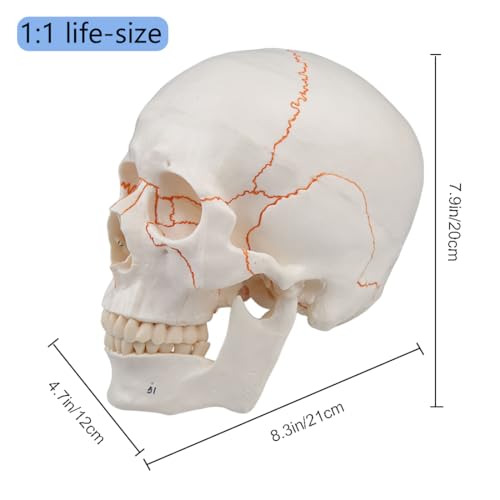 Image of Human Skull Life Size Number Anatomical Model 3 Parts and Painted Sutures 55 Label | 1:1 Full Size,Medical Students and Science Education,Anatomy Study Course,Realistic Skull Model