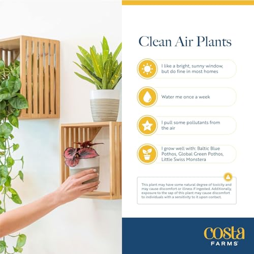 Costa Farms Live Mini Indoor Plants in Plastic Pots, Easy to Maintain, Air Purifying Houseplants, Home, Room, or Office Decor, House Warming or Birthday Gift, 4-6 Inches Tall, Pack of 6 - Image 7