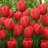 DUTCH BULBS EXCLUSIVE PLANTS FROM HOLLAND