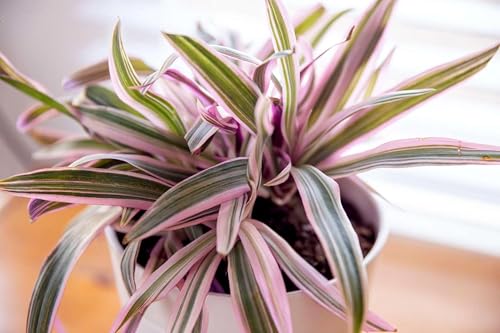 Tri Color Dwarf Oyster Plant | 3 Live Plants | Tradescantia Spathacea 'Tricolor' | Indoor Outdoor Decorative Accent | Vibrant Foliage