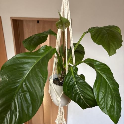 観葉植物 アンスリウム ピンク」の人気商品一覧 | 安い商品を通販