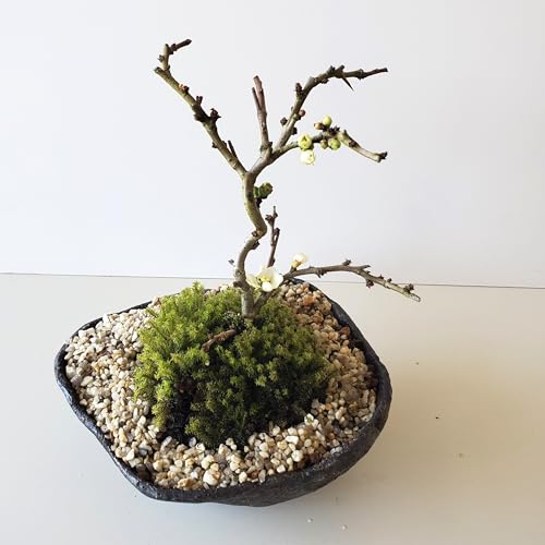 【冬は落葉します】 年に数回可憐な花が楽しめます【白長寿梅(しろちょうじゅばい)の盆栽(くらま鉢】 化粧砂の色(矢作砂)