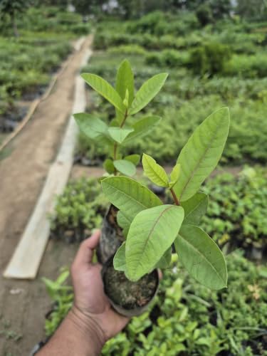 Image of Healthy Live Sareefa (Custard Apple /Sharifa) Fruit Plant - Sweet Variety Live Fruit Tree for Home, Garden & Balcony