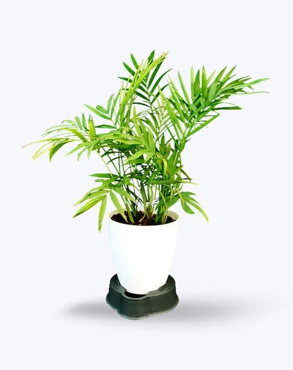 Guuchuu Chamaedorea Mini Palm Indoor Live Plant in White Ceramic Pot (5 Inch, White)