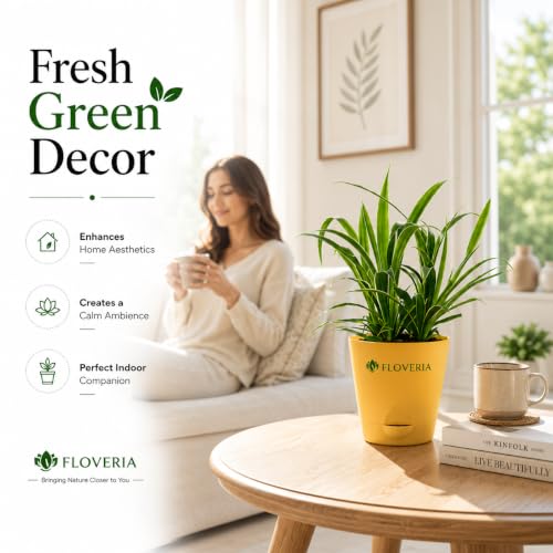 Image of Spider Plant Live with Pot | Air Purifying Indoor Live Plant for Home & Office | Easy Care | Decorative Indoor Plant for Living Room, Bedroom & Balcony