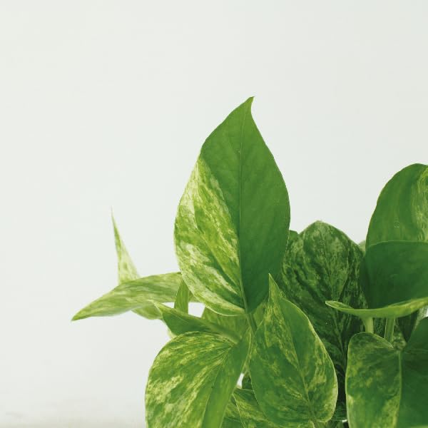 Efeutute Epipremnum Marble Queen Zimmerpflanze Ø12 cm