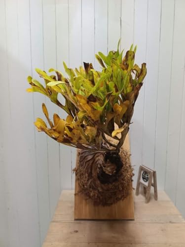 ビカクシダ リドレイ」の人気商品一覧 | 安い商品を通販サイトから探す