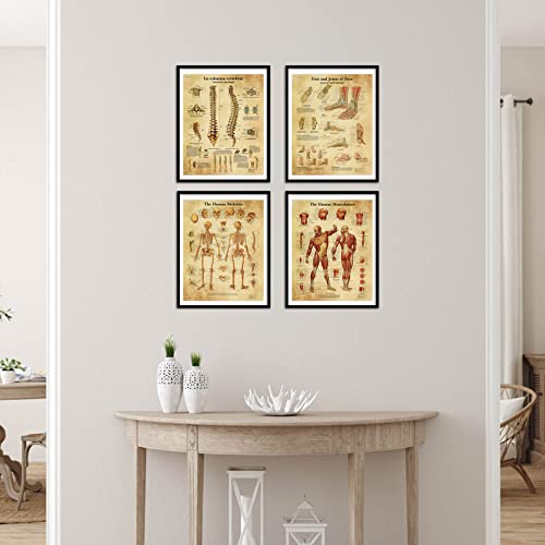 Teetac Vintage Human Anatomy Poster Muscular & Skeletal System Wall Aesthetics Science Education Canvas Art Pictures Unframed Office Rome Decor,8 X 10 In, 8 Pieces #TOP3