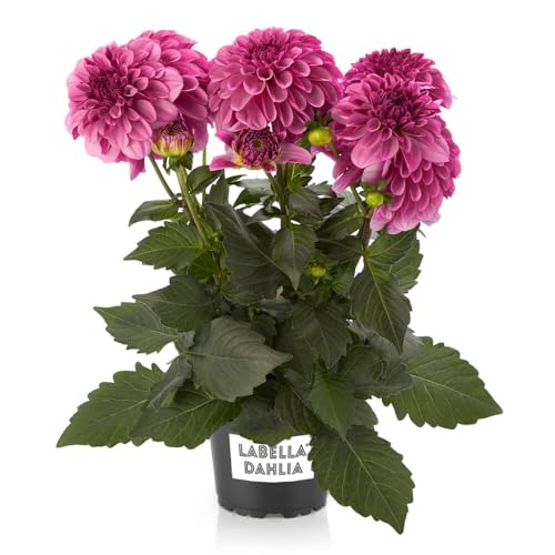Dalia Natural Planta de Exterior - Fácil de Mnatener y Resistente
