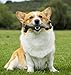 Pet Qwerks Nylon Stick BarkBone - Durable Dog Toys for Aggressive Chewers - Peanut Butter Flavor - 9