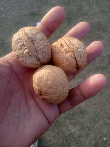 Image of 3P Kashmiri Organic Natural InShell Walnuts With Shell Akhrot Dry Fruit | Whole Wallnut | Sabut Akhrot 100gm