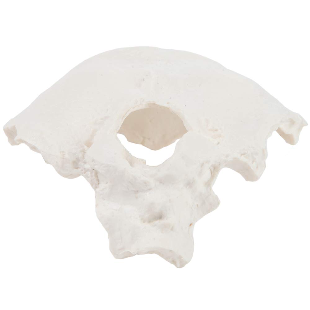 Axis Scientific Occipital Bone Human Skull Anatomy Model, Medical Vision Scientific Flexible Cervical, Real Models Tools, Skeleton Head, Skulls Replica Life Size.