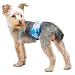 PlayaPup Male Dog Belly Band, Tiki Forest, Large
