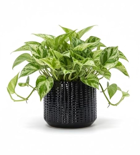 Arktiva Ceramic Planter Pot with Drainage Hole 5 Inch Dia Indoor and Outdoor Home Patio Garden Plants&Flowers Textured Round (Black)