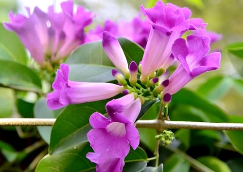 Image of Garlic Vine Live Flowering Vine Plant for Home Garden Balcony Terrace Outdoor | Healthy Plant with Purple Blooms | Natural Fragrant Climber for Vertical Gardening and Greenery