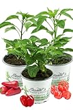 3er Set 'Hot Chili' - Bestehend aus Jalapeno 'Samira Shiny', Chili Habanero, Chili 'Scotch Bonnet' - Chili Pflanzen aus nachhaltigem Anbau!