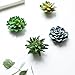 CoCoMe Funny 3D Resin Succulent Fridge Refrigerator Magnets, Set of 4