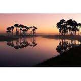 ArtDirect Sable palms silhouetted at sunrise on the Econlockhatchee River Unframed Art Print Giclee Poster by Jones, Adam - Customization Sizes 10x7, 14x9, 20x13, 36x24, 48x32, and 60x40 Inches
