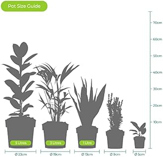 Jasminum Starry Starry Summer Night | Climbing Jasmine Plant | Hardy Plants Outdoor Garden Ready | Hardy Flowering Shrub | Climbing Plants Outdoor | Flowering Garden Plant (9cm Pot, 20-30cm)