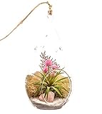 Bliss Gardens Air Plant Terrarium with 7
